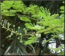 Mimosa Hostilis (Jurema Preta) 500 Seeds